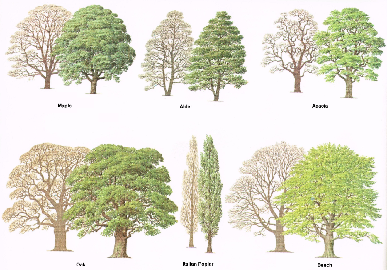 Tree на русском языке. Виды деревьев. Деревья разные типы. Подвиды деревьев. Любая форма деревьев.